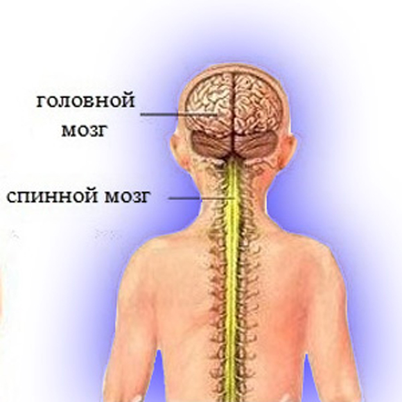 Головной и спинной мозг. Головной и спинной МОЗ. Соединение спинноготи головного мозга. Спинной мозг и головной мозг.